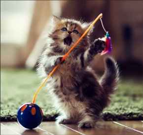 Picture for category Furrrry Fun under $10